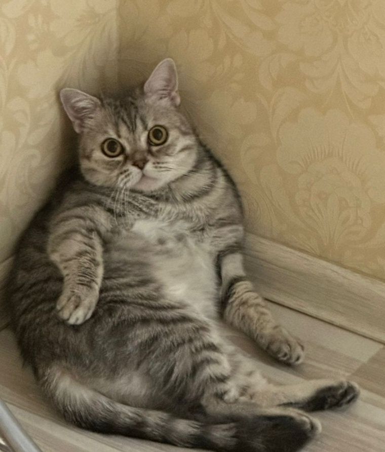 Кошка британка,, 6 лет, привита, паспорт есть.