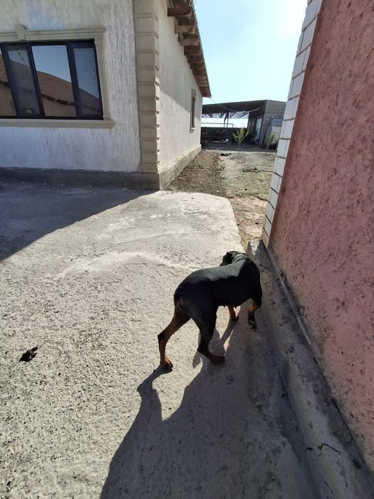 Доберман, отдам в добрые руки