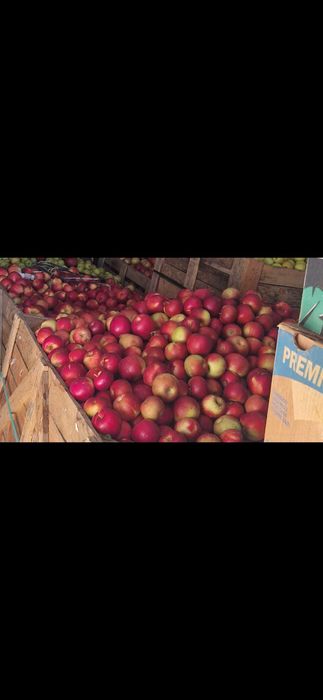 Vand mere diverse soiuri