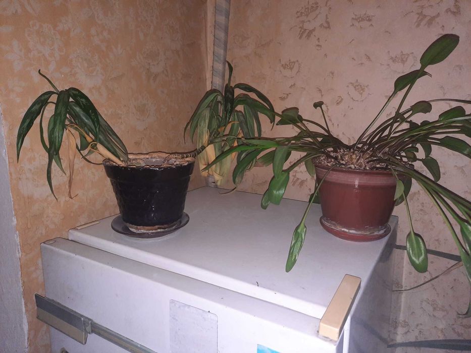 Комнатные цветы. Самовывоз. Отдам даром.