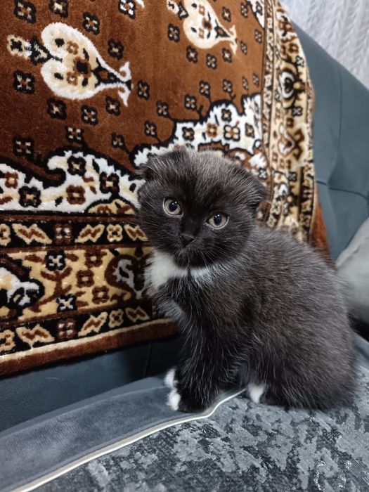 Продам вислоухих котят.