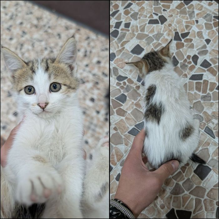 Uy mushukchalari/Домашние котята