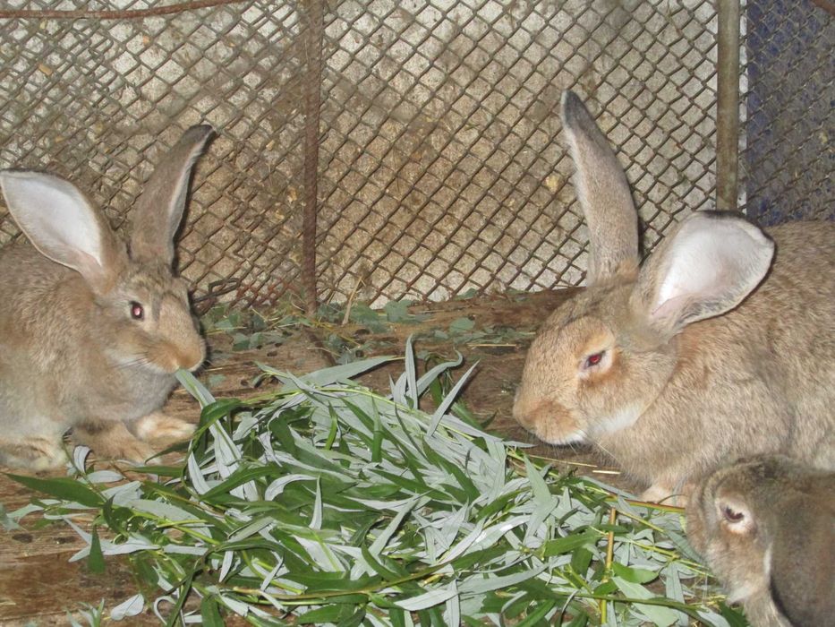 iepuri urias german de carne