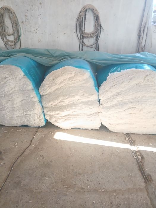 Paxtalar bor kelshamz