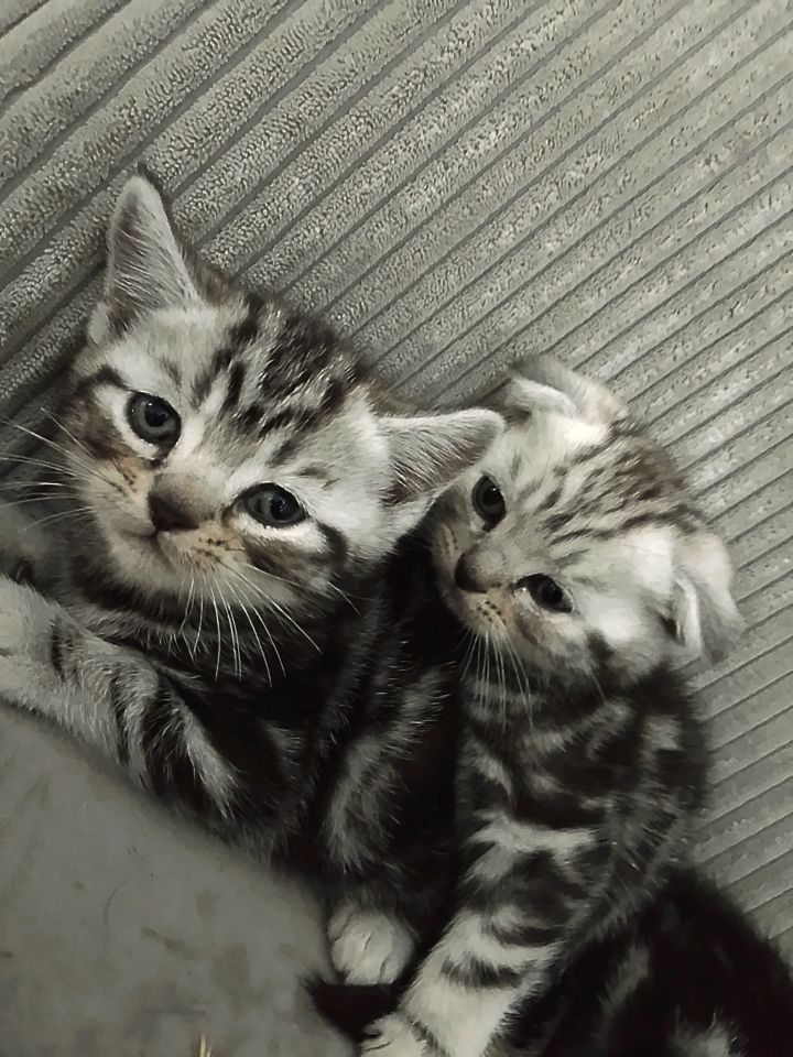 British shorthair
