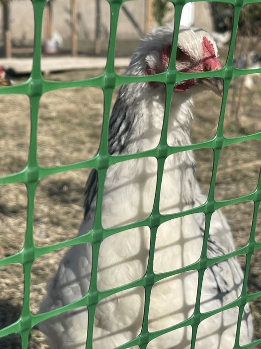 Куры и петухи 5 месяцев