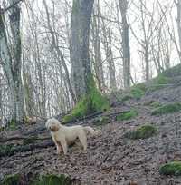 Lagotto romagnolo