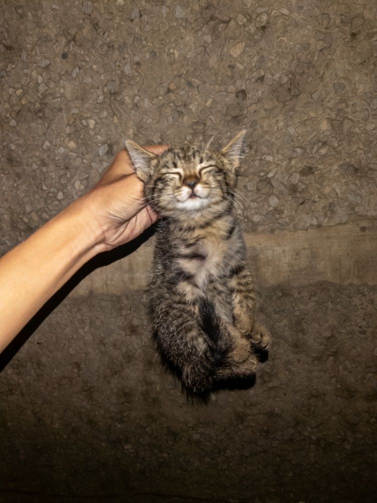 Срочно котёнок,котята,кошка,кот