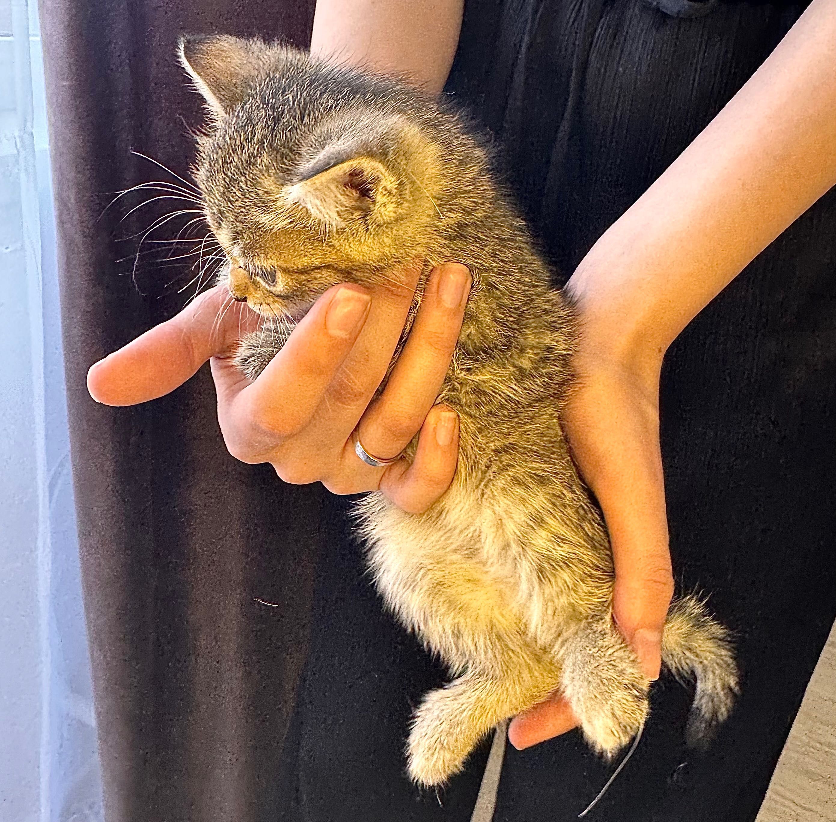 Котенок девочка в добрые руки