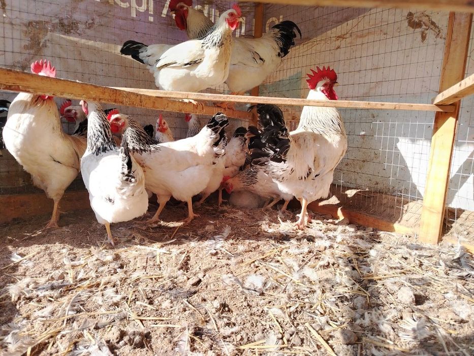 Адлерский серебристый товуклар тухуми