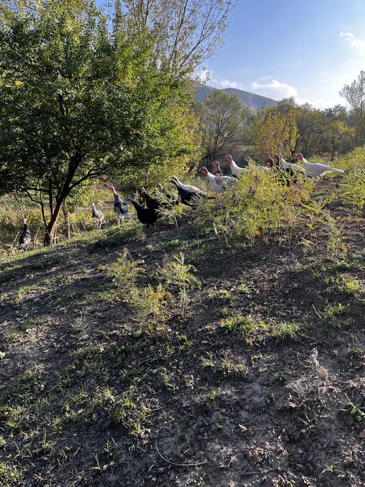 продам домашнюю птицу ( индюки и гуси)