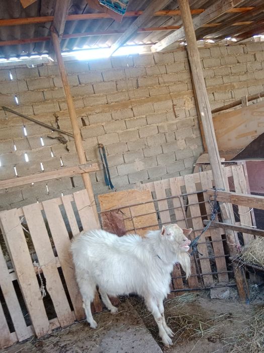 Теке орыс сатылады