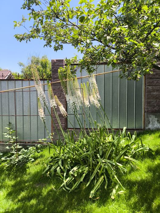 Эремурус мощный , клубни