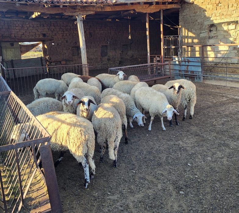 Продавам Агнета ..