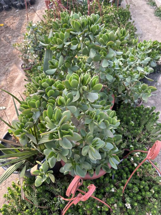 Denejniy sotiladi, bo’yi baland gullavoti