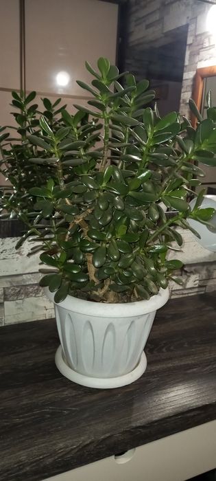 Комнатный цветок