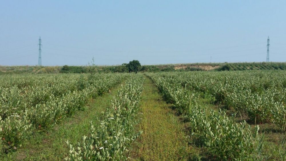 Vand aronia de 3 ani cu fructificare