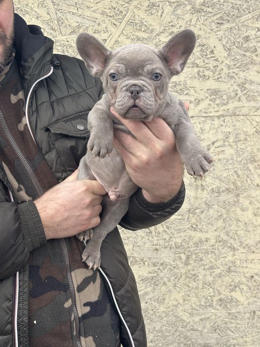 Bulldog francez  mascul