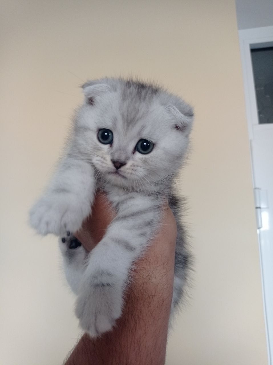 Британьский кошка