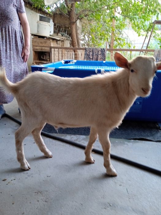 Остался один козлик молочной зааненской породы
