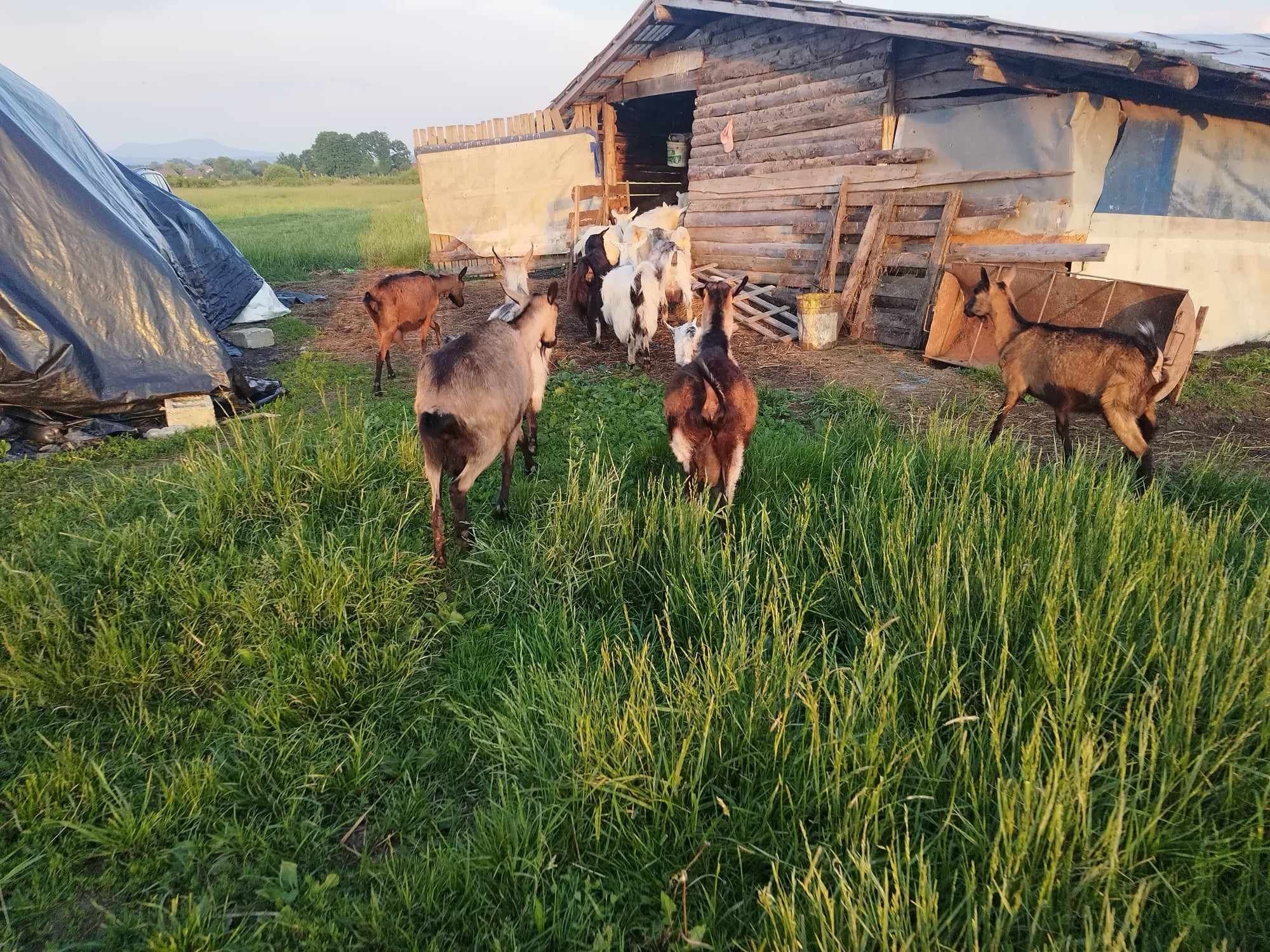 Vând 13 capre sute și un tap