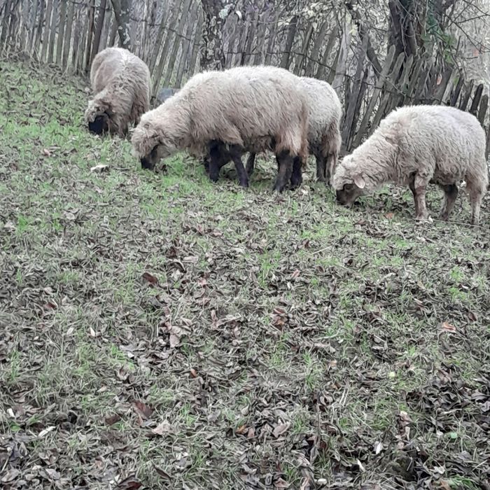Vând 14 oi și 1 berbec