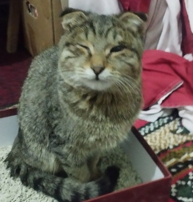 Scottish fold mushugi