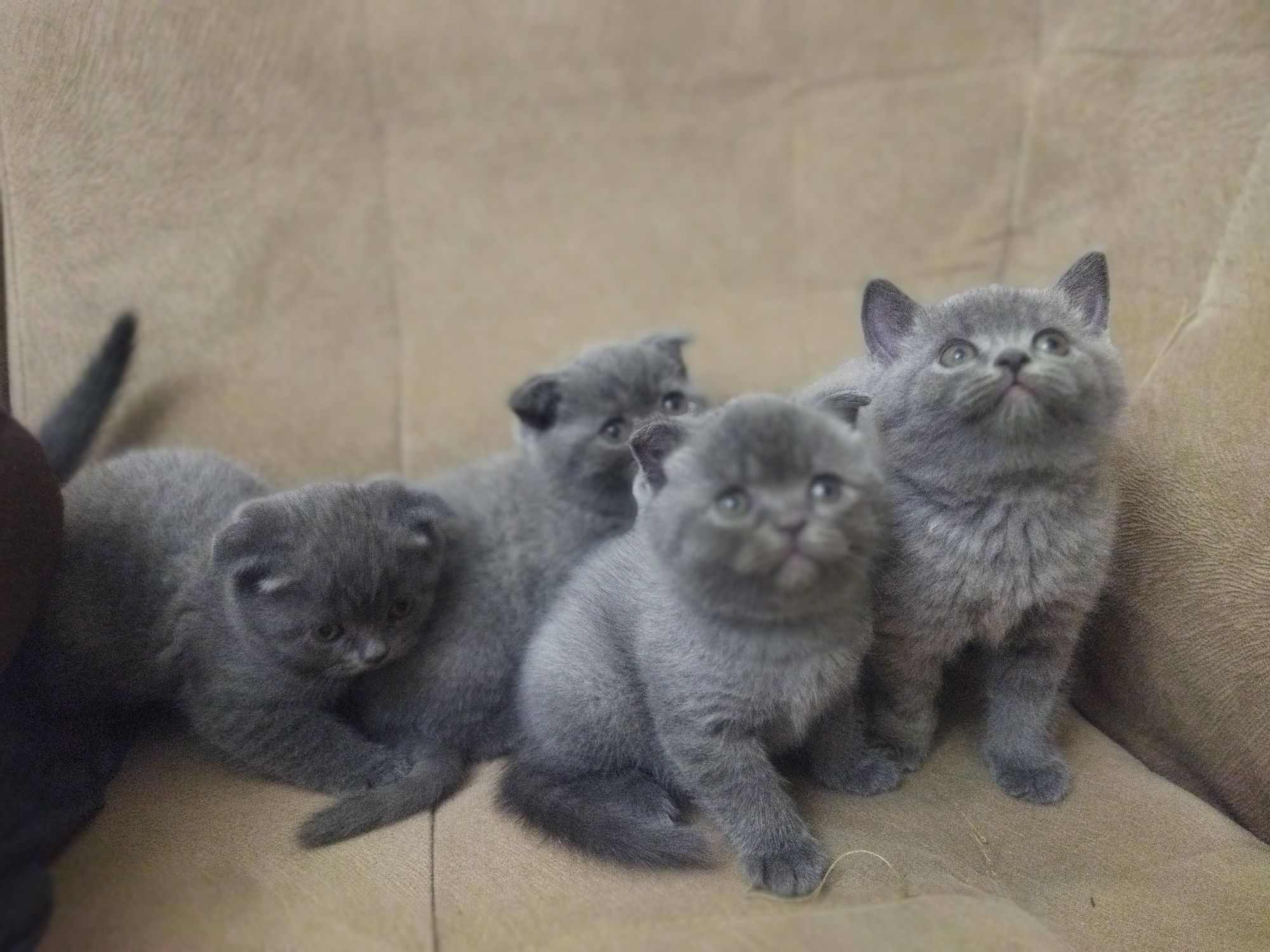 Продаются котята скотиш шотландские вислоухие