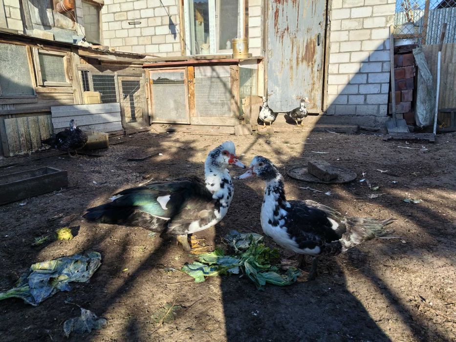 Продам индо уток