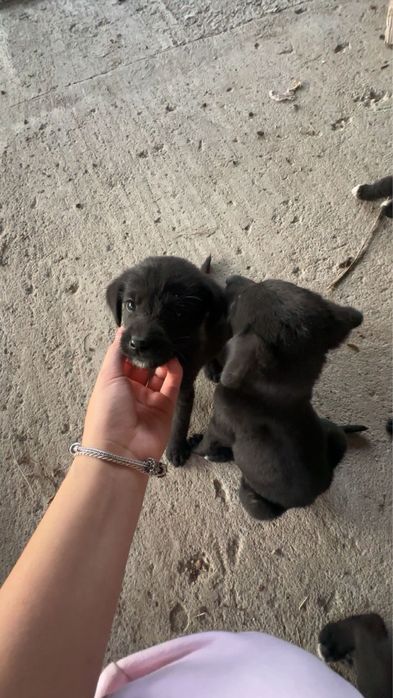 donez 6 catelusi (5 fetite si 1 baietel)