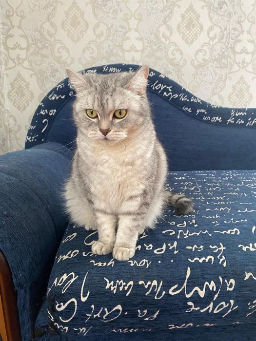 Отдам в добрые руки