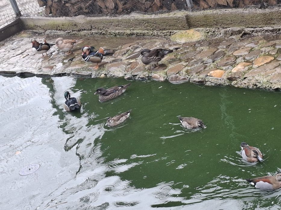 Gasca călugăr rate mandarine micu altlatintic