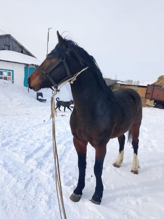 Продам Айгыр  6жасар или обмен