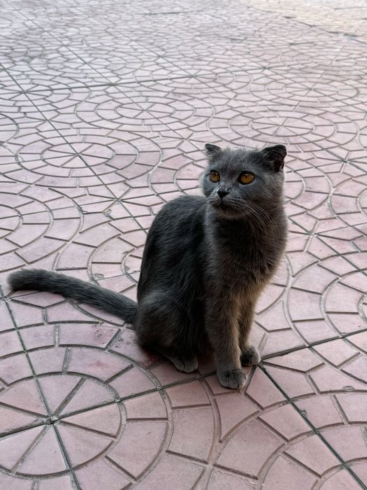 Scottish fold mushuk