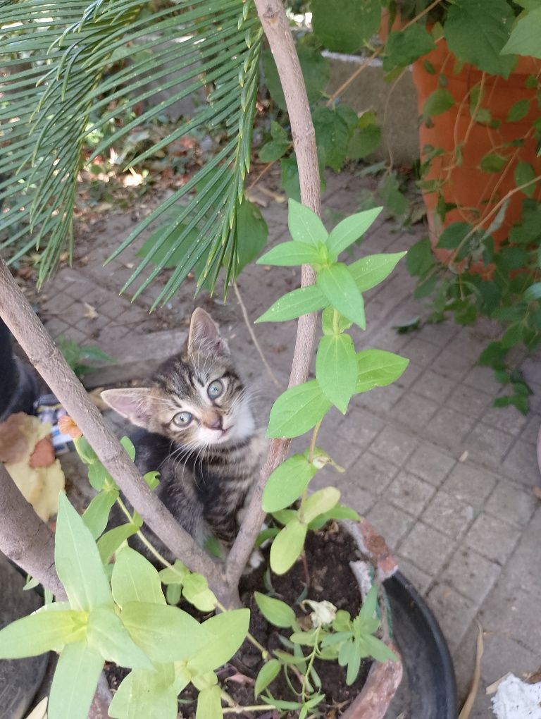 Подарявам котенца