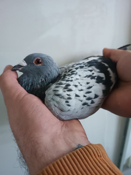 Vând porumbei cu pedigree