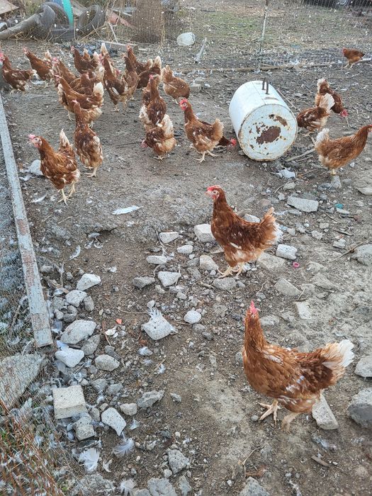 Gaini roșii outoare au undeva la 2 kg pret 12 lei buc