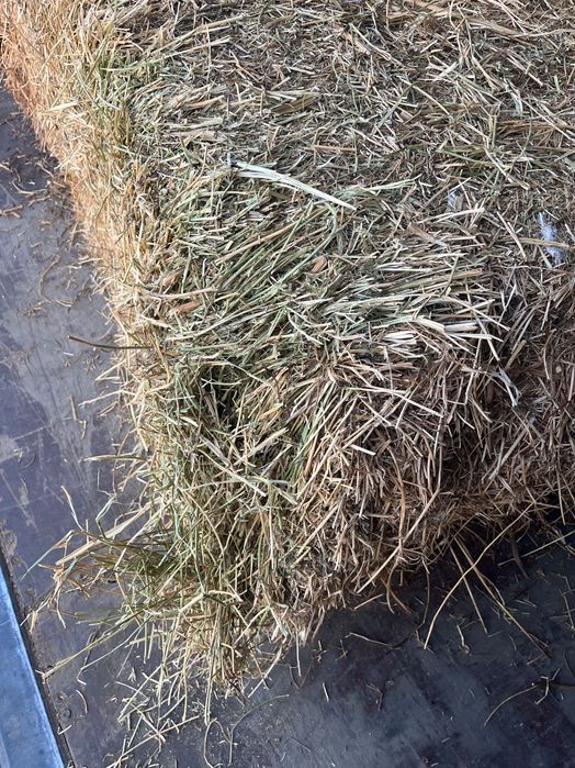 Vând baloți mari dreptunghiulari lucernă