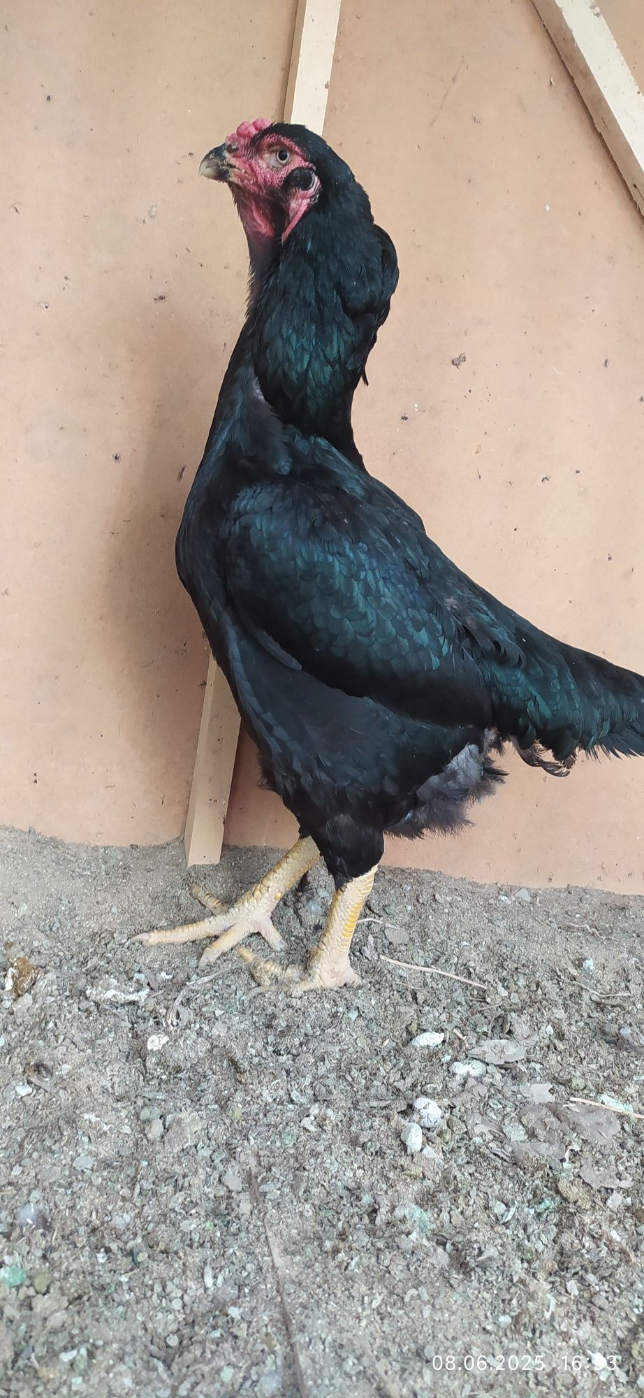 Makiyon sotiladi zoʻr makiyon