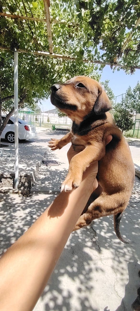 Doberman bolalari gold ranglaridan ham bor