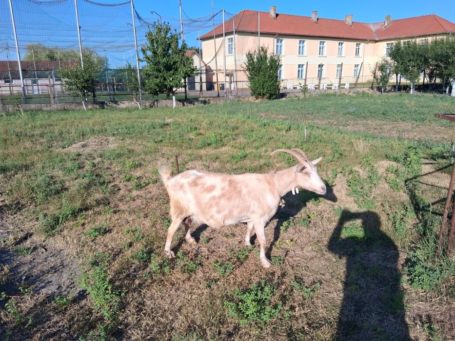 Capre de vanzare