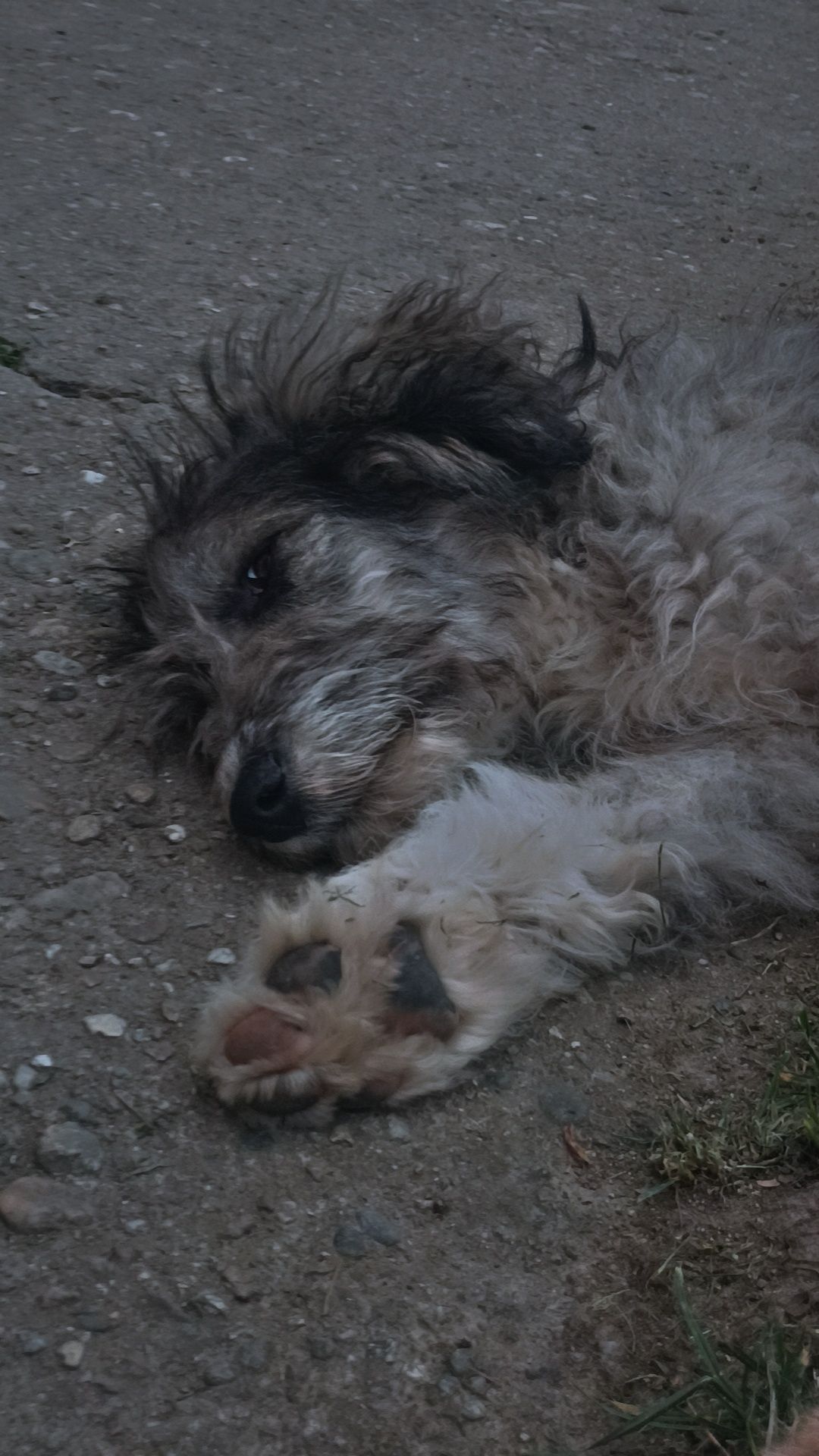 Donez 3 cățelușe metis de mioritic mama lor are 2-3 ani și puii 7 luni