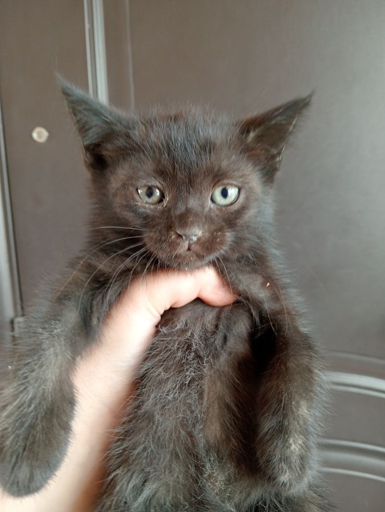 Котики бесплатно
