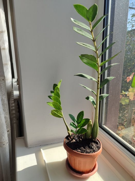 Долларовое дерево / замиокулькас / денежное дерево