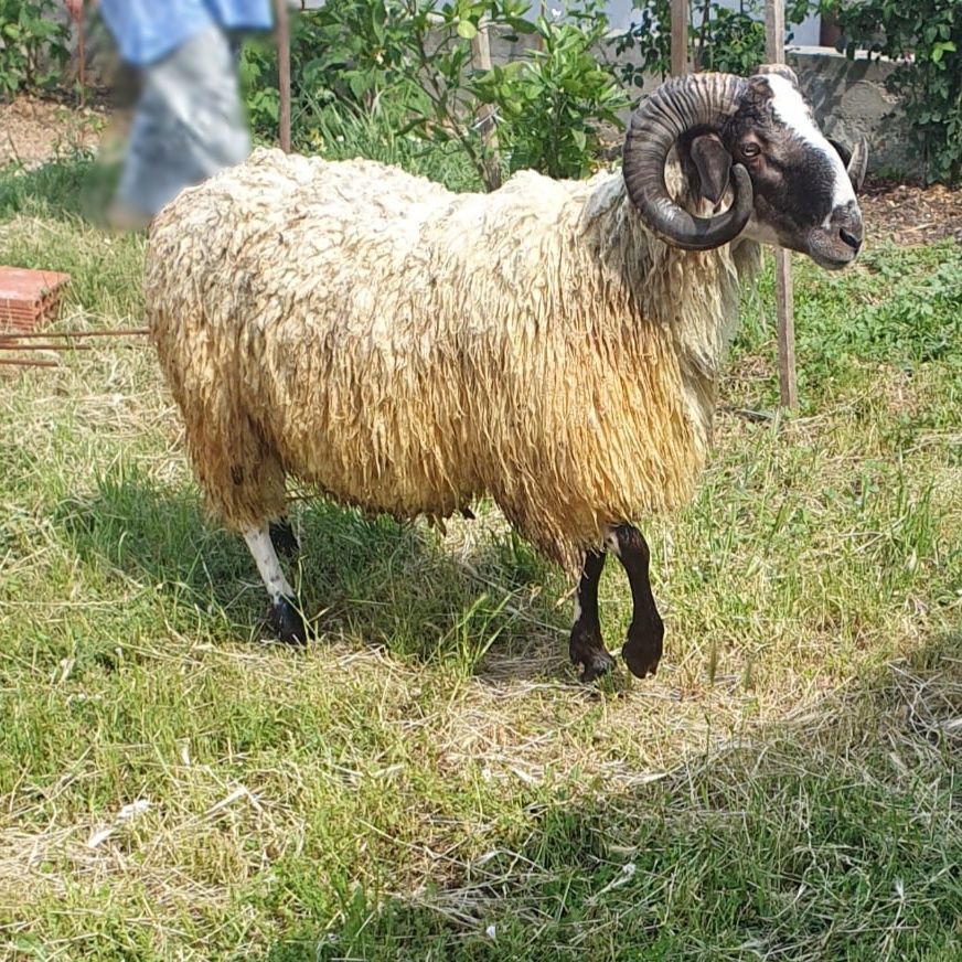 Продавам коч                  .