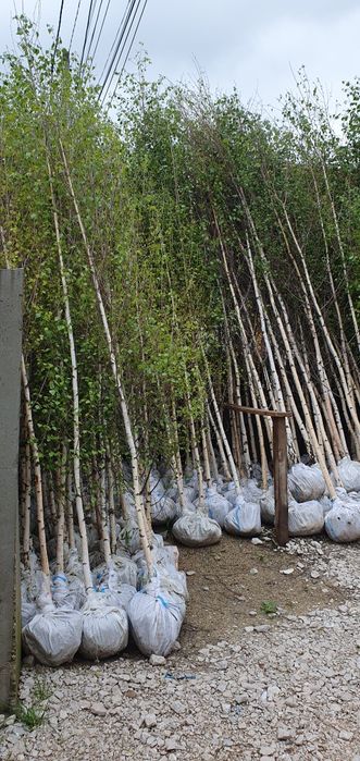 Mesteacăn Tei platani