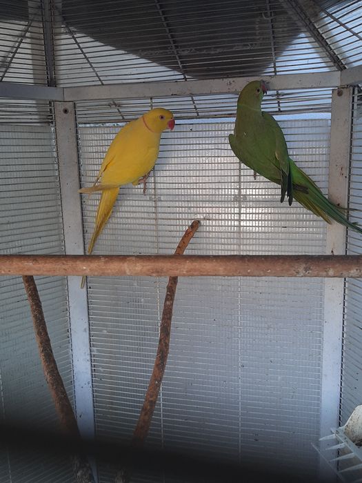 Vand pereche Micul Alexandru