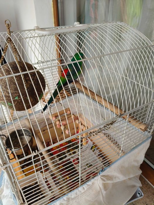 Papagal cântător cu tot cu colivie