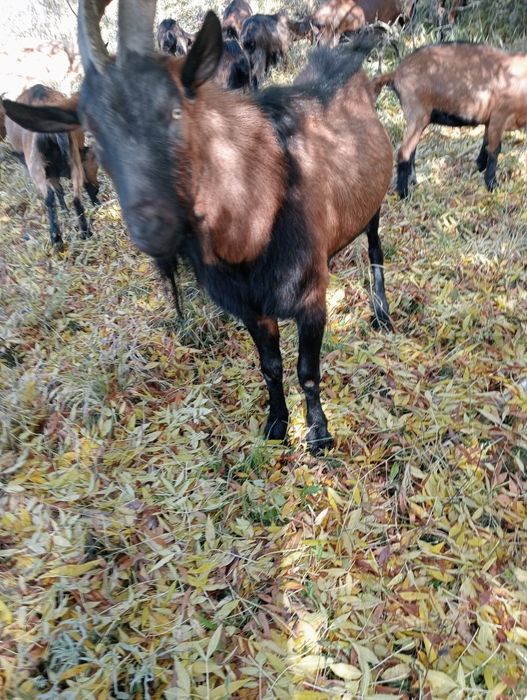 Vand tap alpin francez