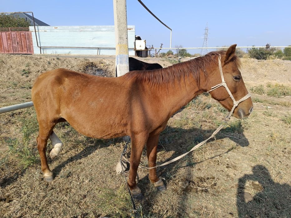 Кулынды бие 900000